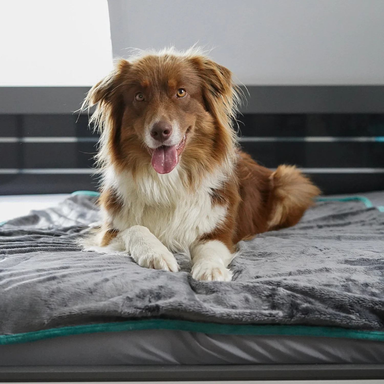 Hundedecke/ Wendedecke /Kuscheldecke - 150x100 cm - Grau - Image 20