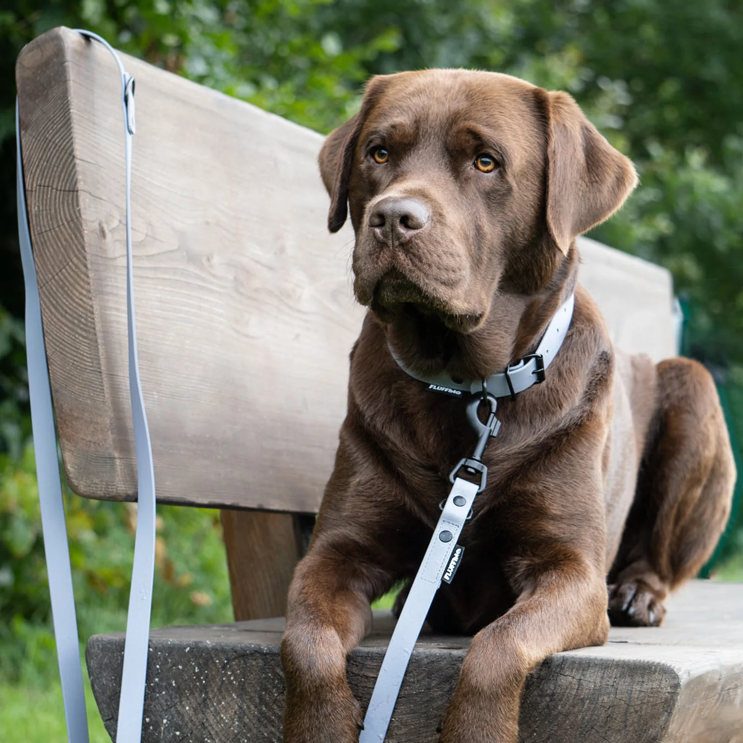 Hundehalsband aus BioThane - 5-Fach verstellbare - Größe L - Halsumfang 44 - 54 cm - Grau - Image 9