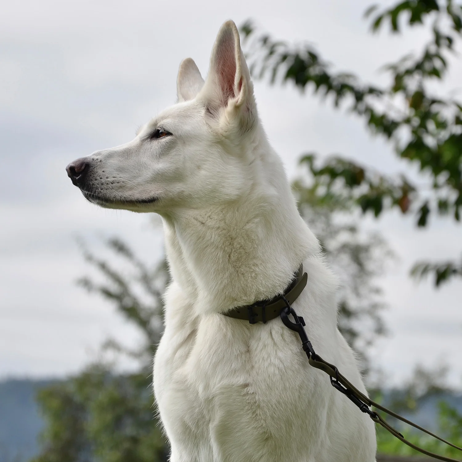 Hundehalsband aus BioThane - 5-Fach verstellbare - Größe L - Halsumfang 44 - 54 cm - Oliv - Image 9