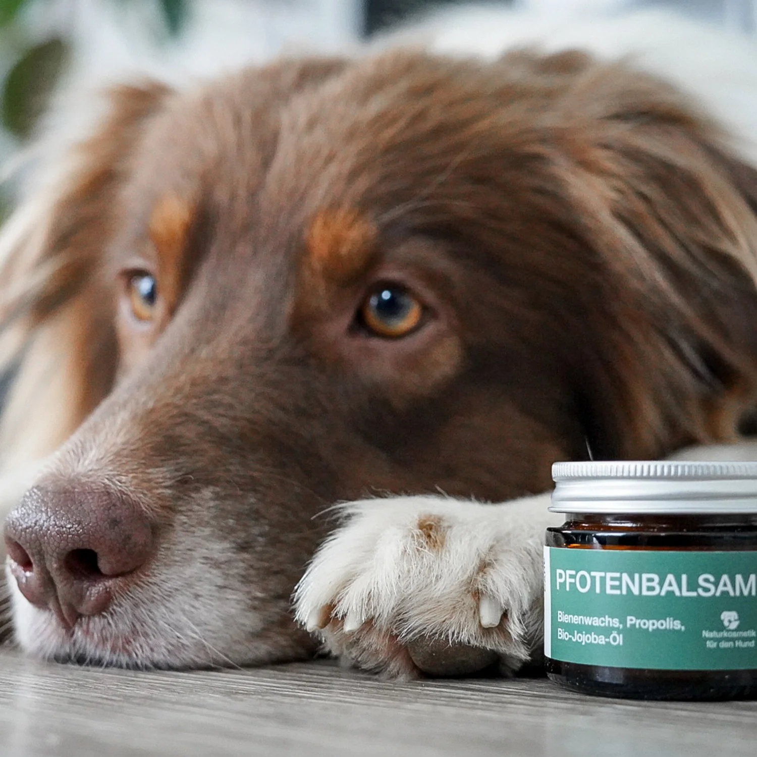Pfotenbalsam - 50 ml - 100% natürlicher Pfotenschutz - Image 16