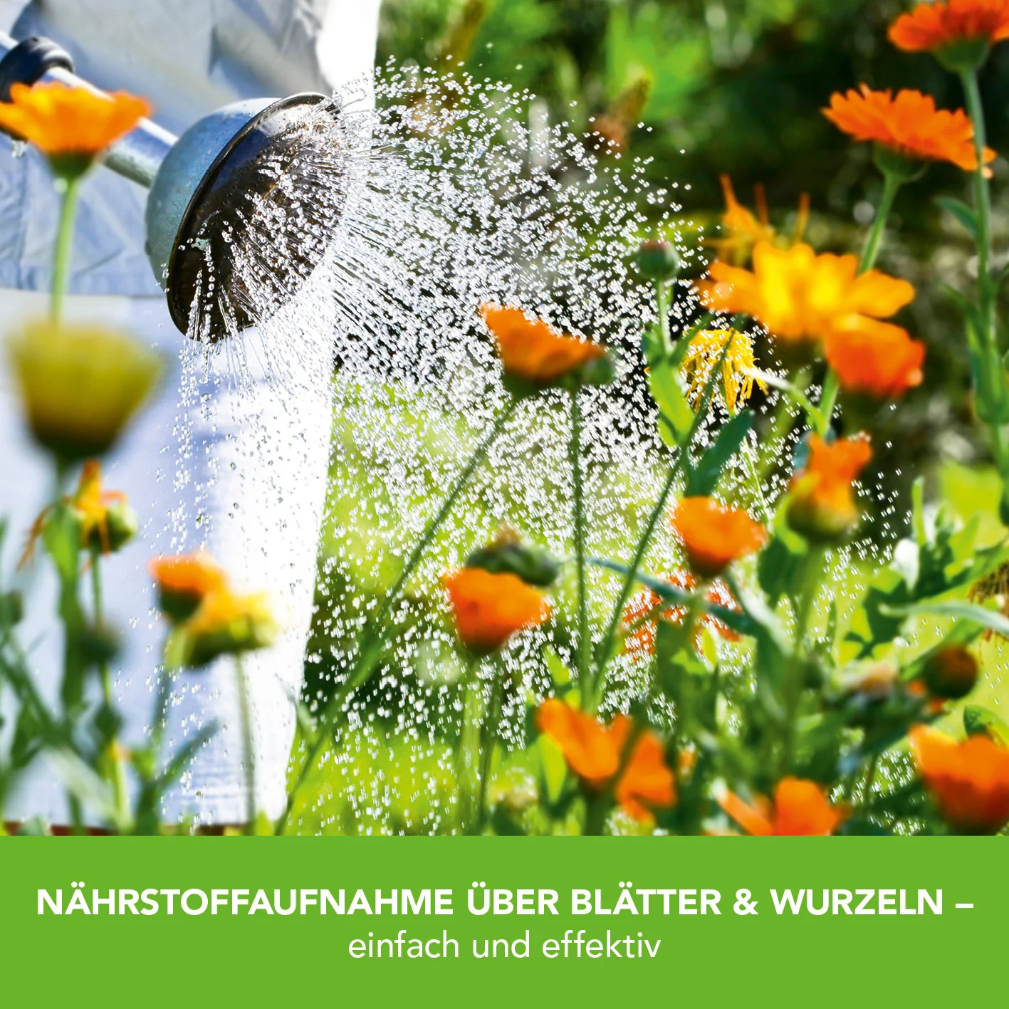 Pflanzenstärkung Pulver - 200 g - Image 5